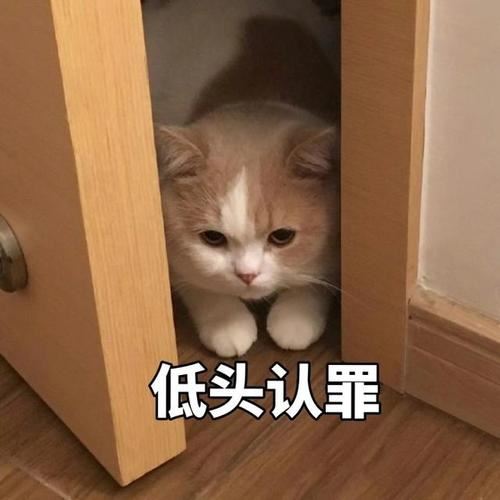 猫咪这些行为，其实是在向主人“道歉”，别傻傻不清楚