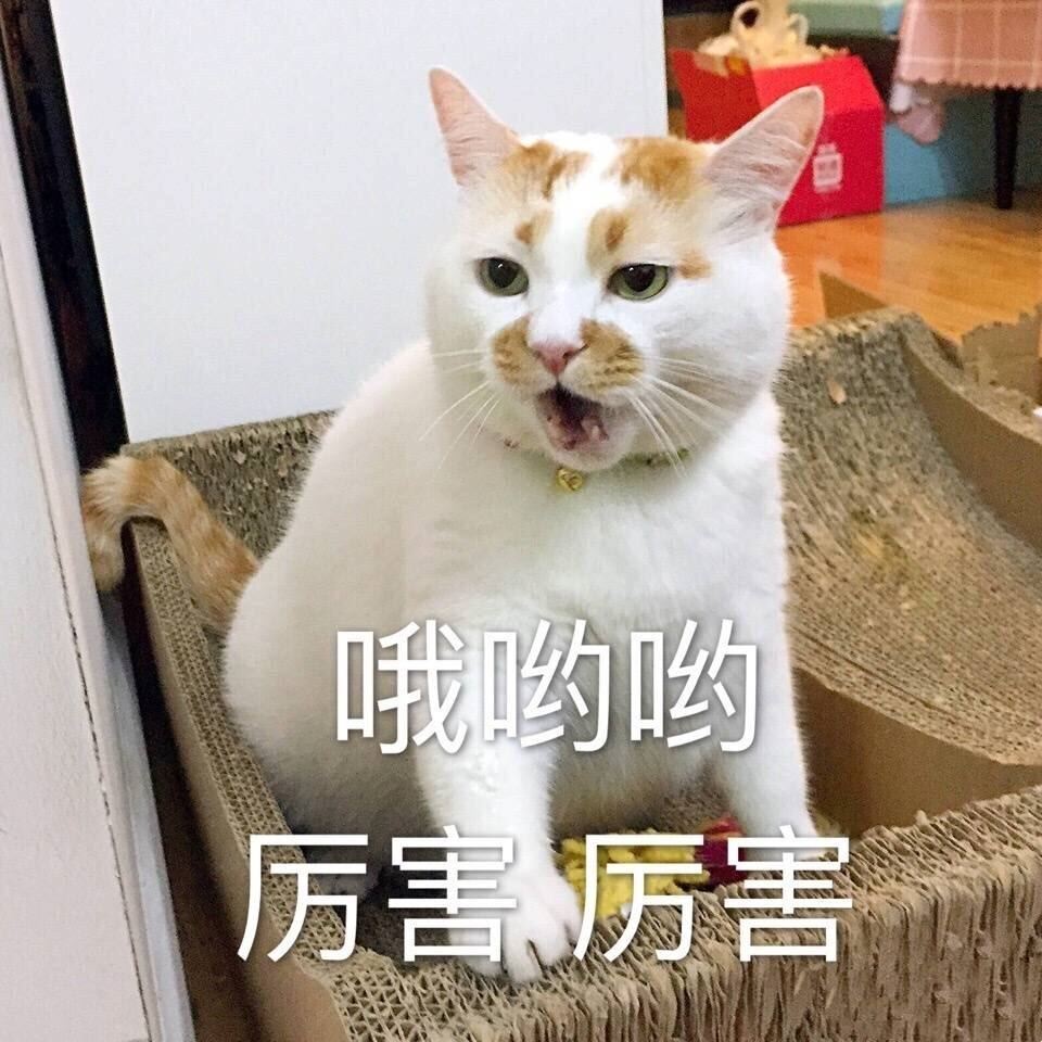 现在的猫，到底有多“像人”？简直不敢想象