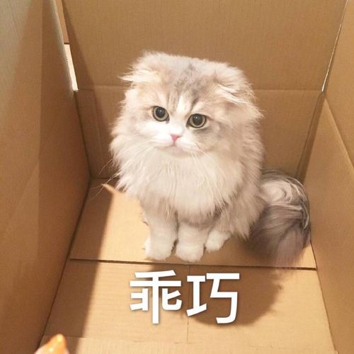 没养过猫的人，永远体会不到的几件事，有猫太好了