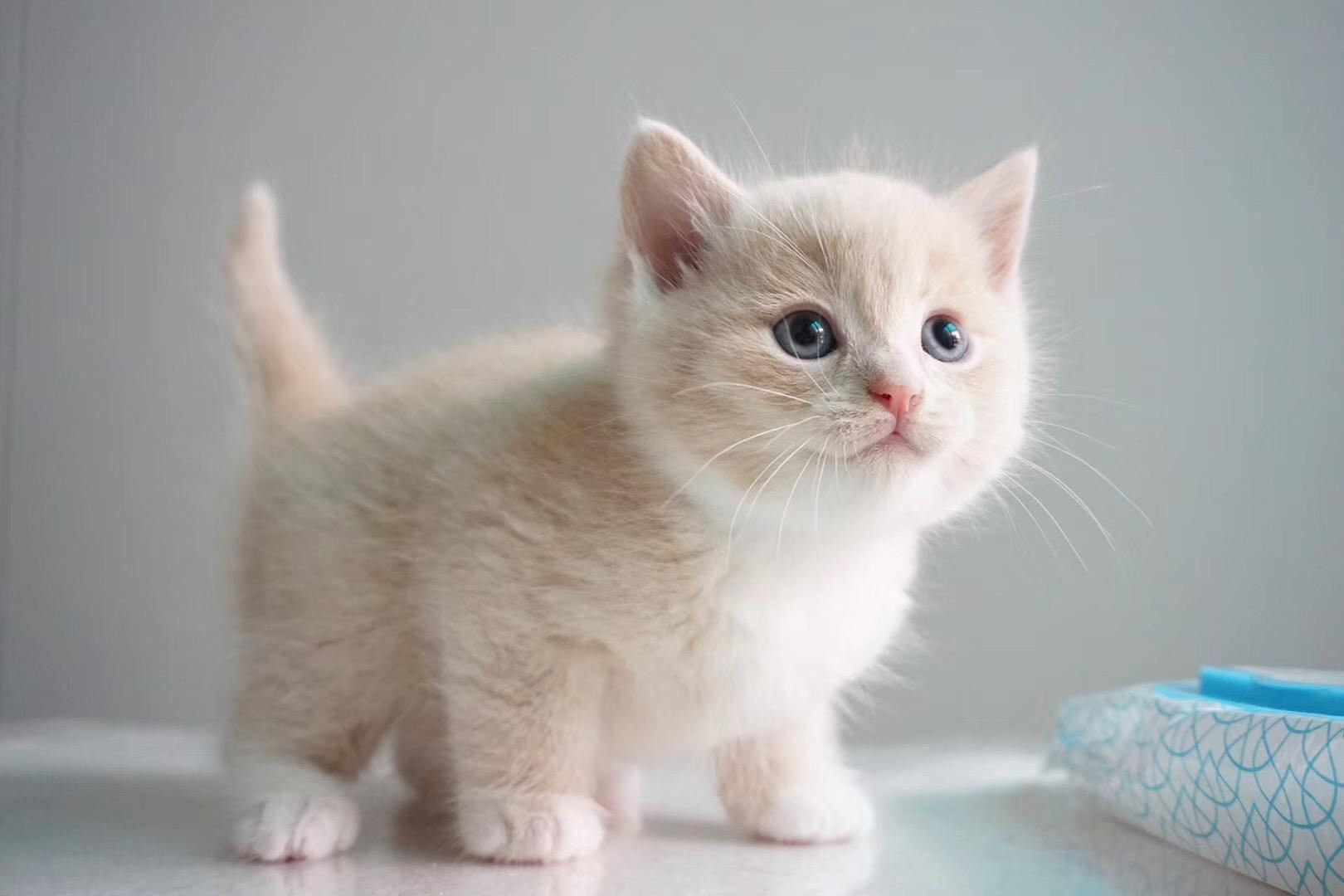 过年了！给猫咪喂这些食物，对它来说，简直就是“人间美味”