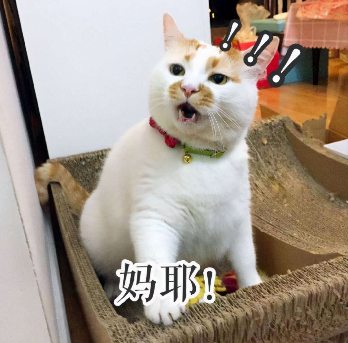 猫咪害怕的几件事，作为主人，你知道吗？