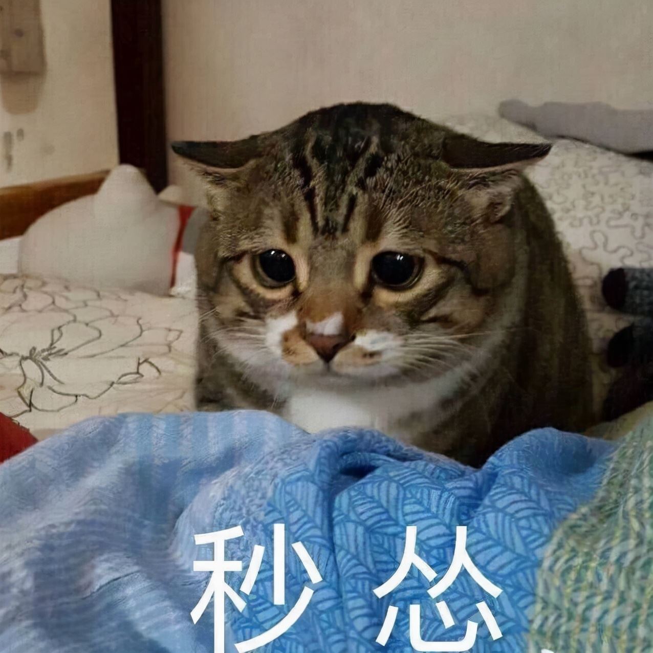 不好了！我家猫以为它是我亲生的，我该怎么办？