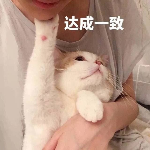 猫咪舔人，只是表达爱？那你就大错特错了