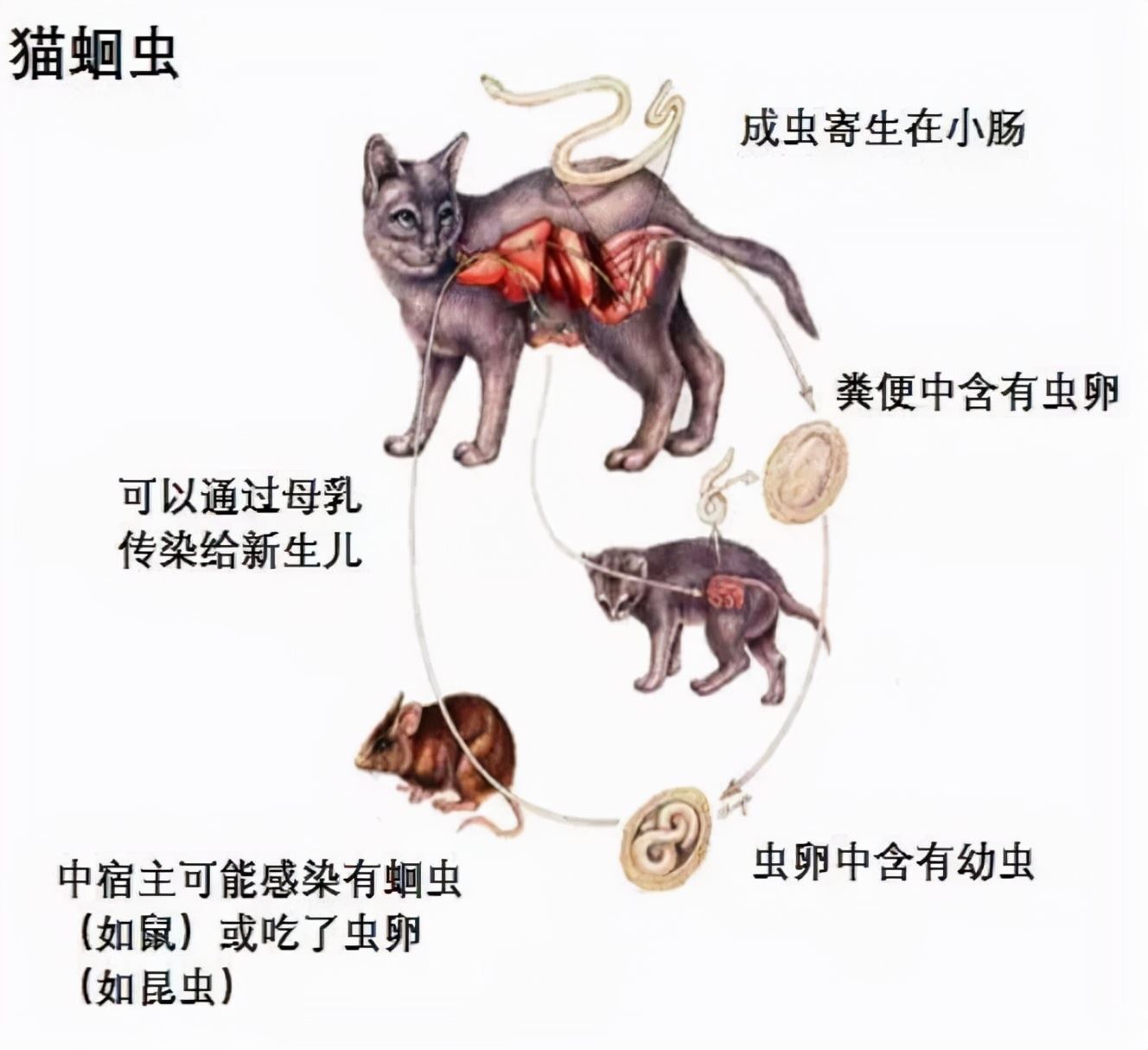 如何为猫咪做驱虫？建议收藏，以后会用得上