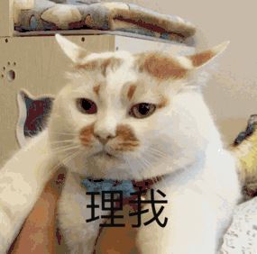 给猫咪“取名”也有讲究，这些“禁忌”不要触碰