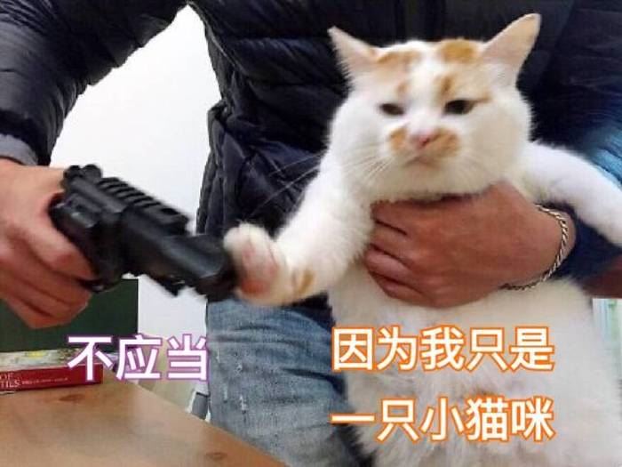 把猫咪“养废”后，我才明白：这些事情不能对猫做