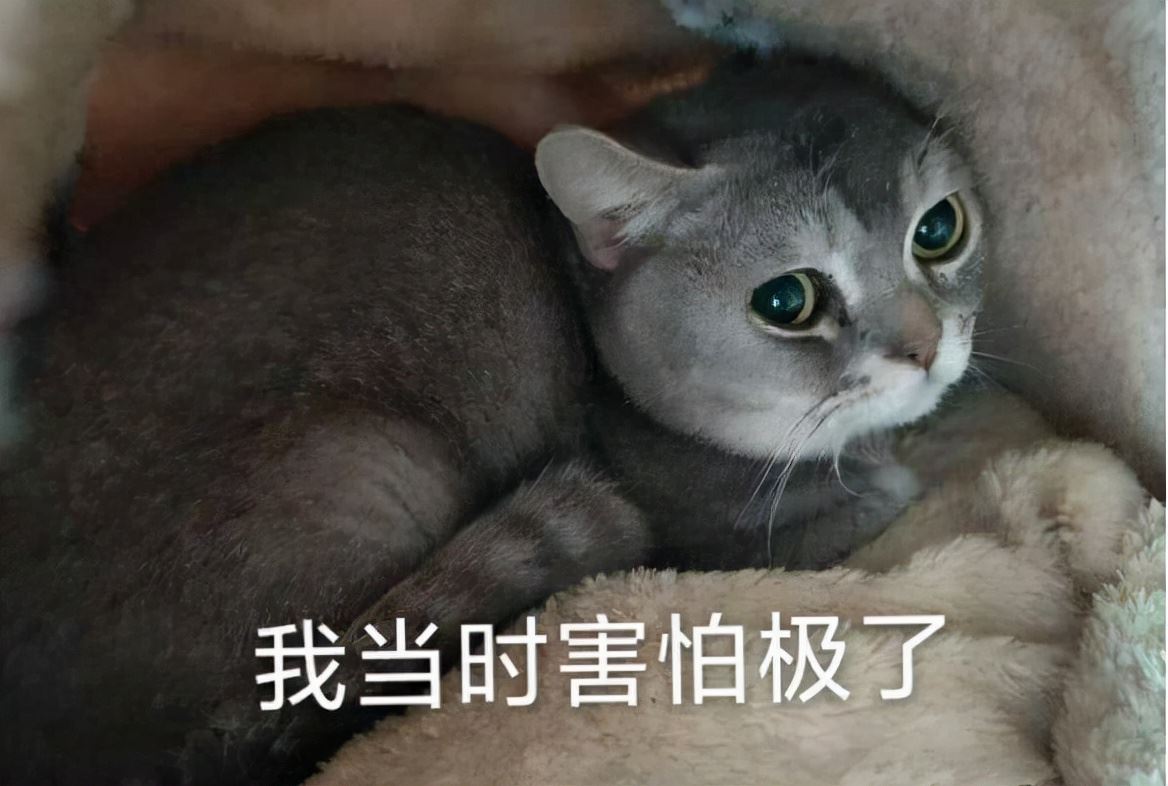 猫咪应激反应，怎么办？