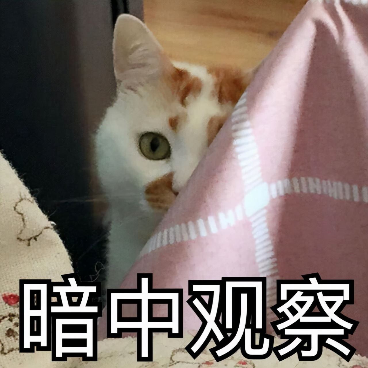 猫向主人“道歉”的6大行为，竟然很多人还不知道