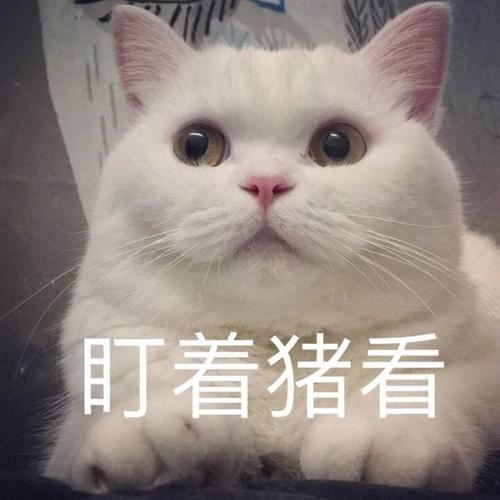 养猫一年多，猫咪对你还有戒心？教你秒懂你家猫