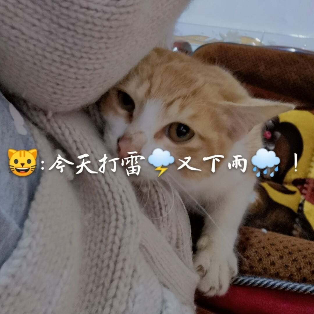 猫咪应激反应，怎么办？