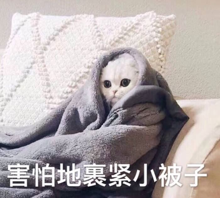 猫咪应激反应，怎么办？