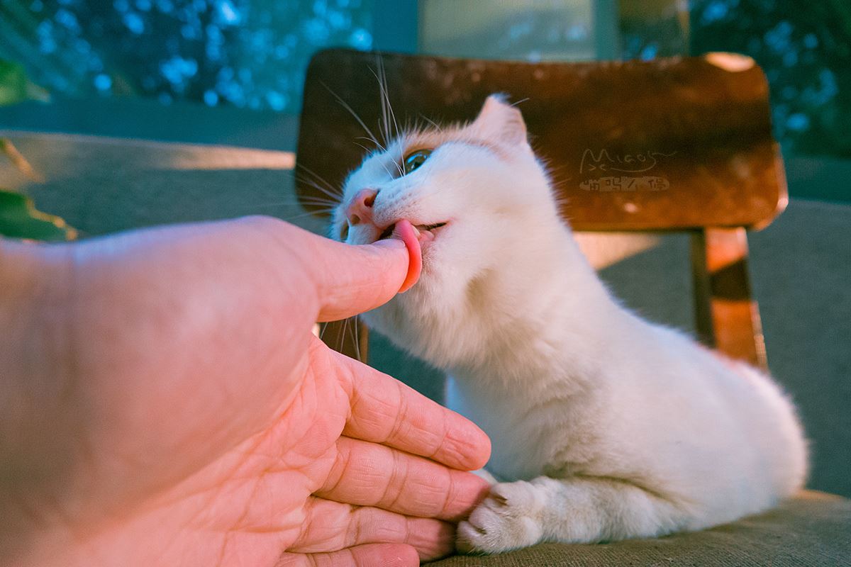 被猫咪舔的“好处”，看完后或许你不会再推开它了