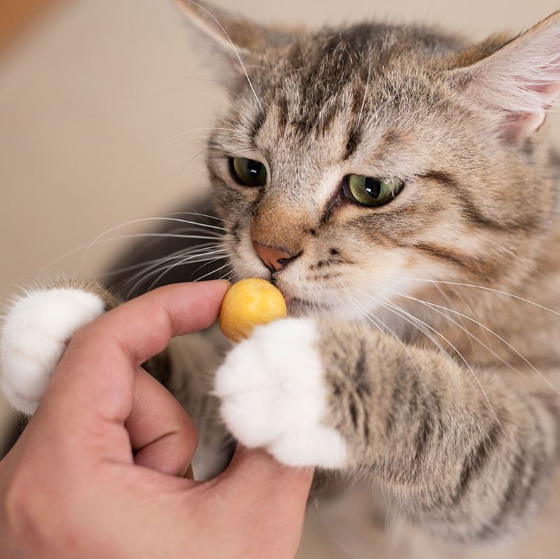 这些人类食物，对于猫咪来说，简直就是“人间美味”