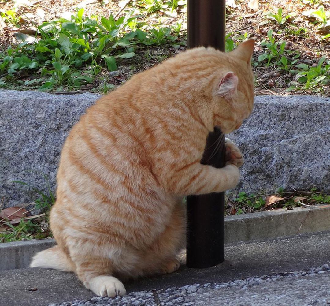 猫界中，这些猫“弃养率”最高，橘猫排名第一