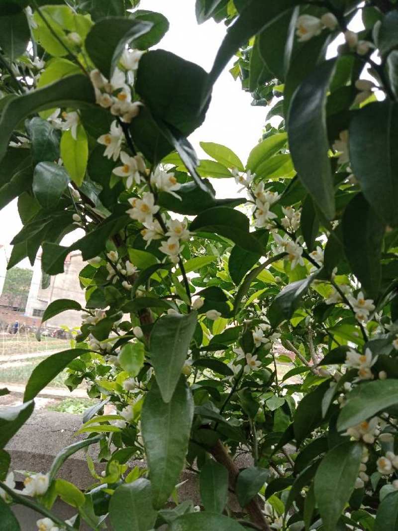 柚子树是几月份开花（柚子树几月份开花）