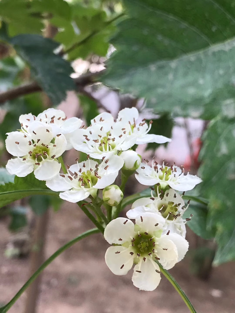 山楂树几月开花?（山楂树几月开花）