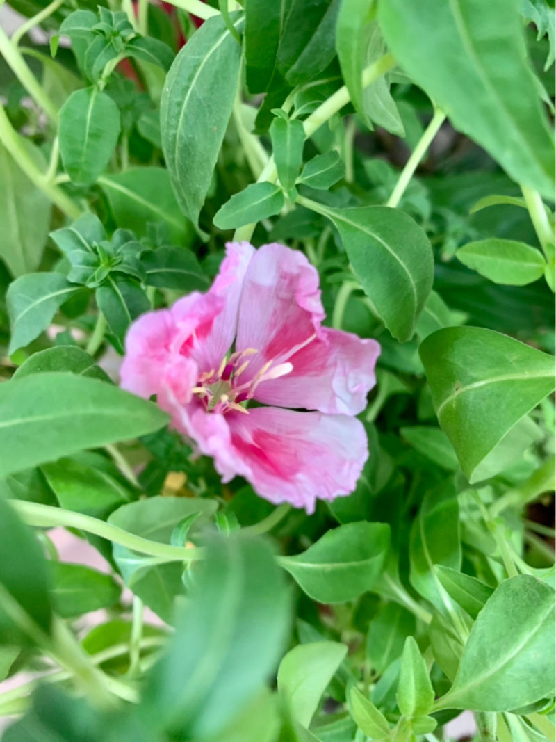 花古语又可叫什么（古代稀花的花语）