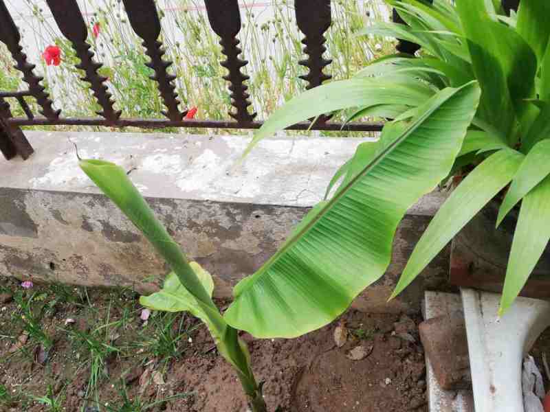 观赏芭蕉树冬天会冻死吗