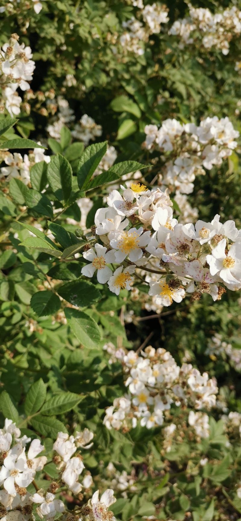 野生蔷薇是啥样的