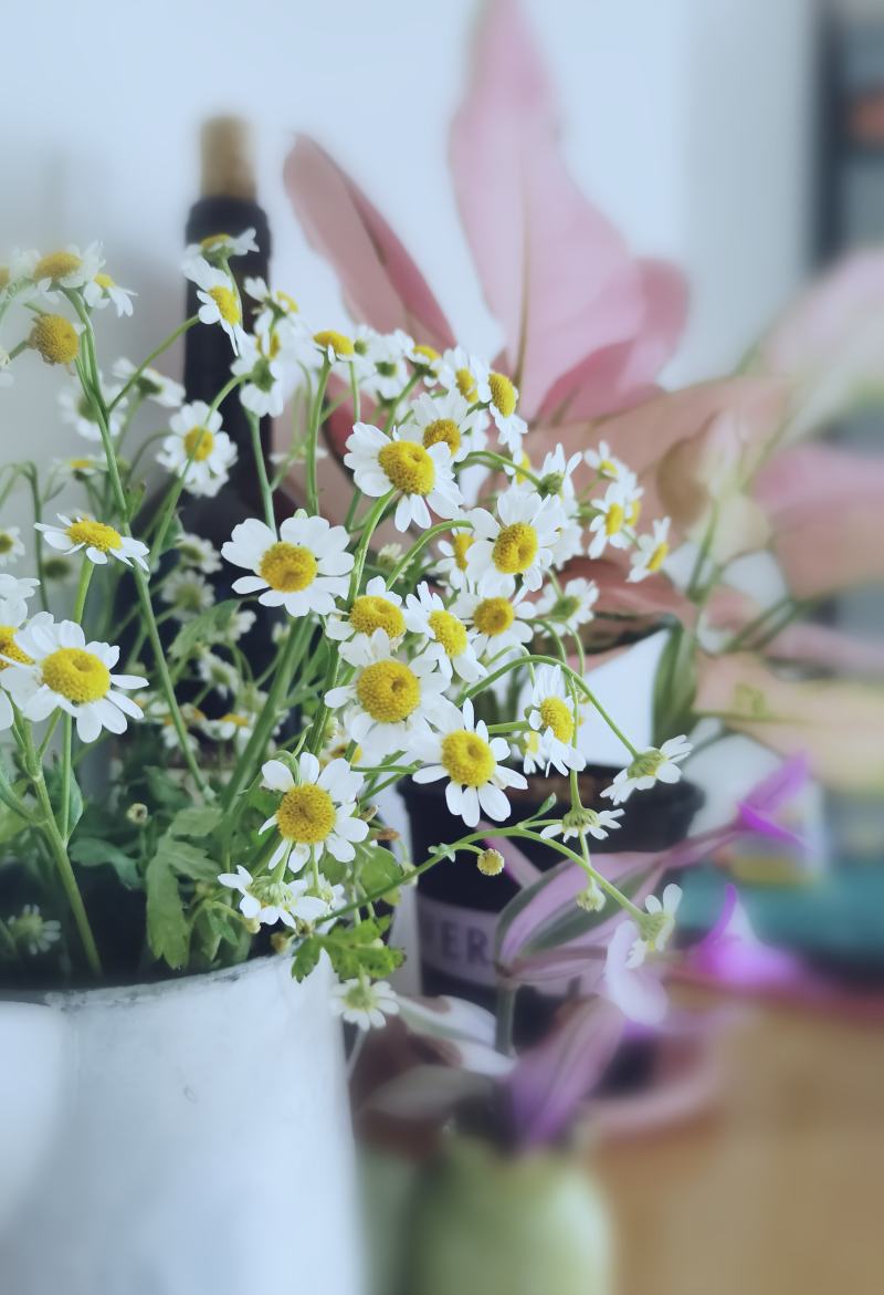 白色绿心小雏菊的花语（黄玫瑰和小雏菊的花语）