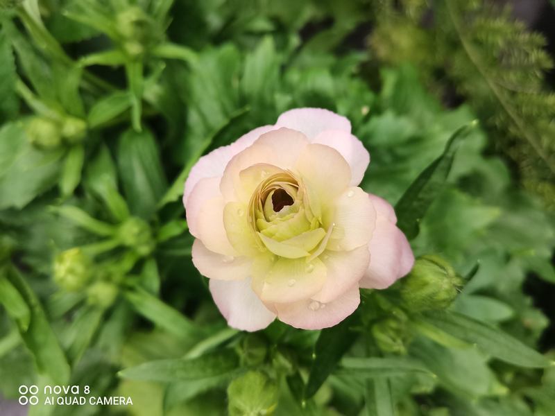 蝴蝶花毛茛花期短（蝴蝶花毛茛花期）