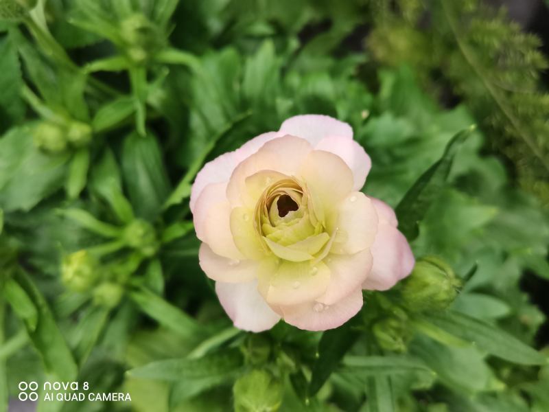 蝴蝶花几年生（蝴蝶花毛茛一年生还是多年生）