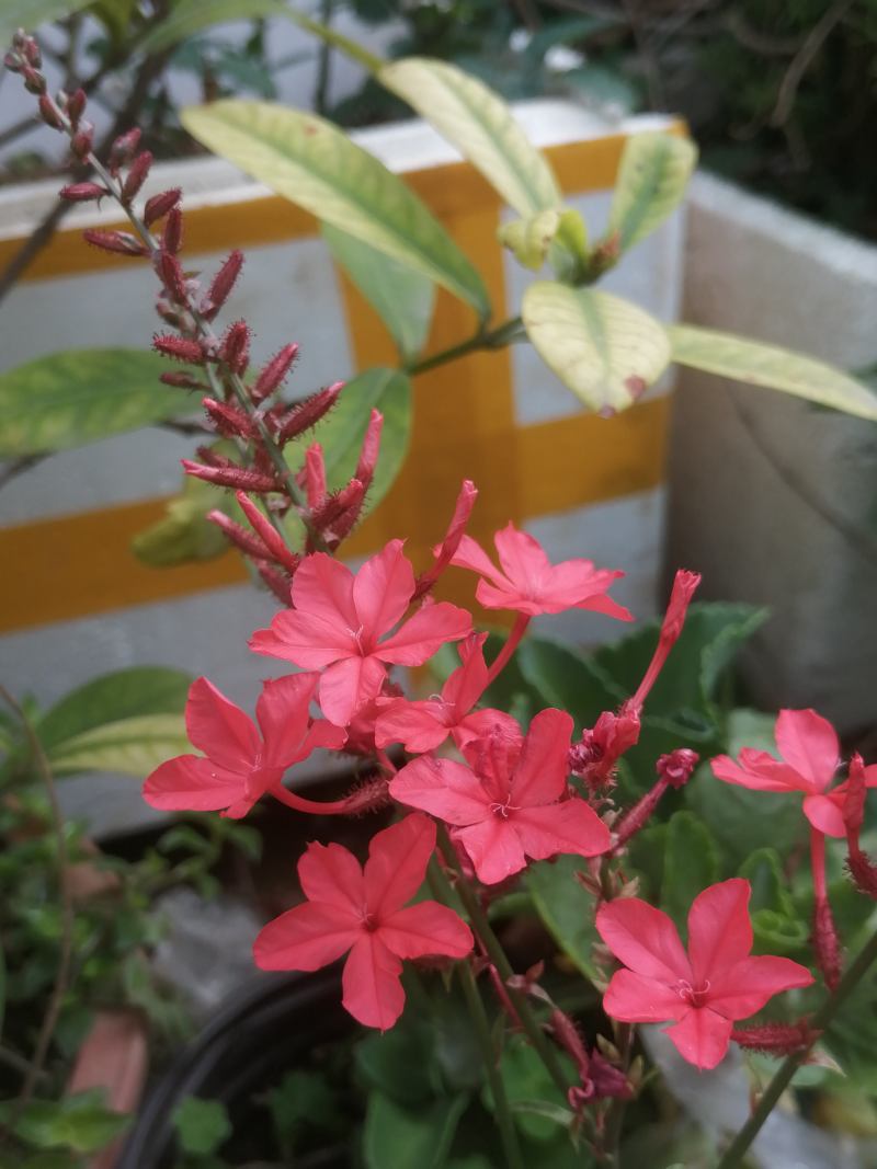 红雪花一年开几次花