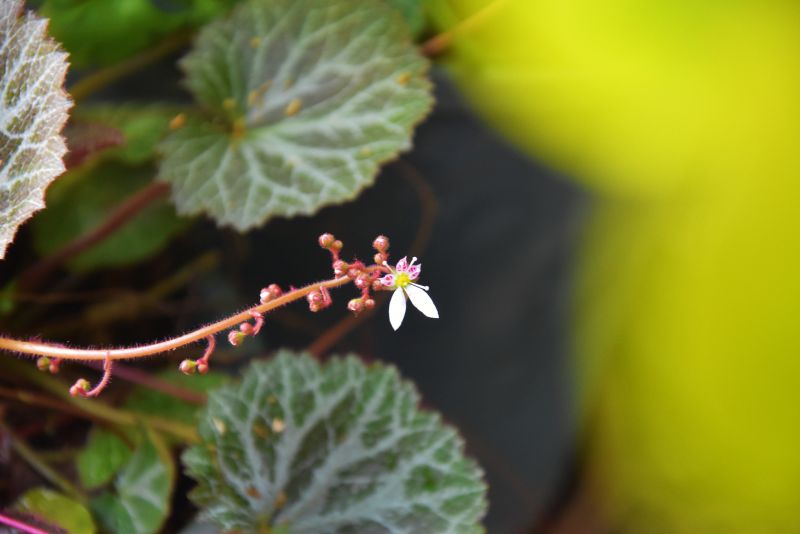 开花的虎耳草花如何养护