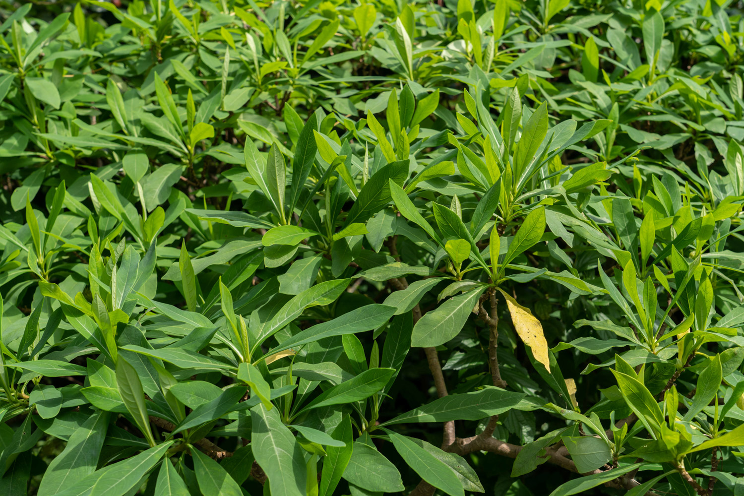 结香花为啥不能种家里