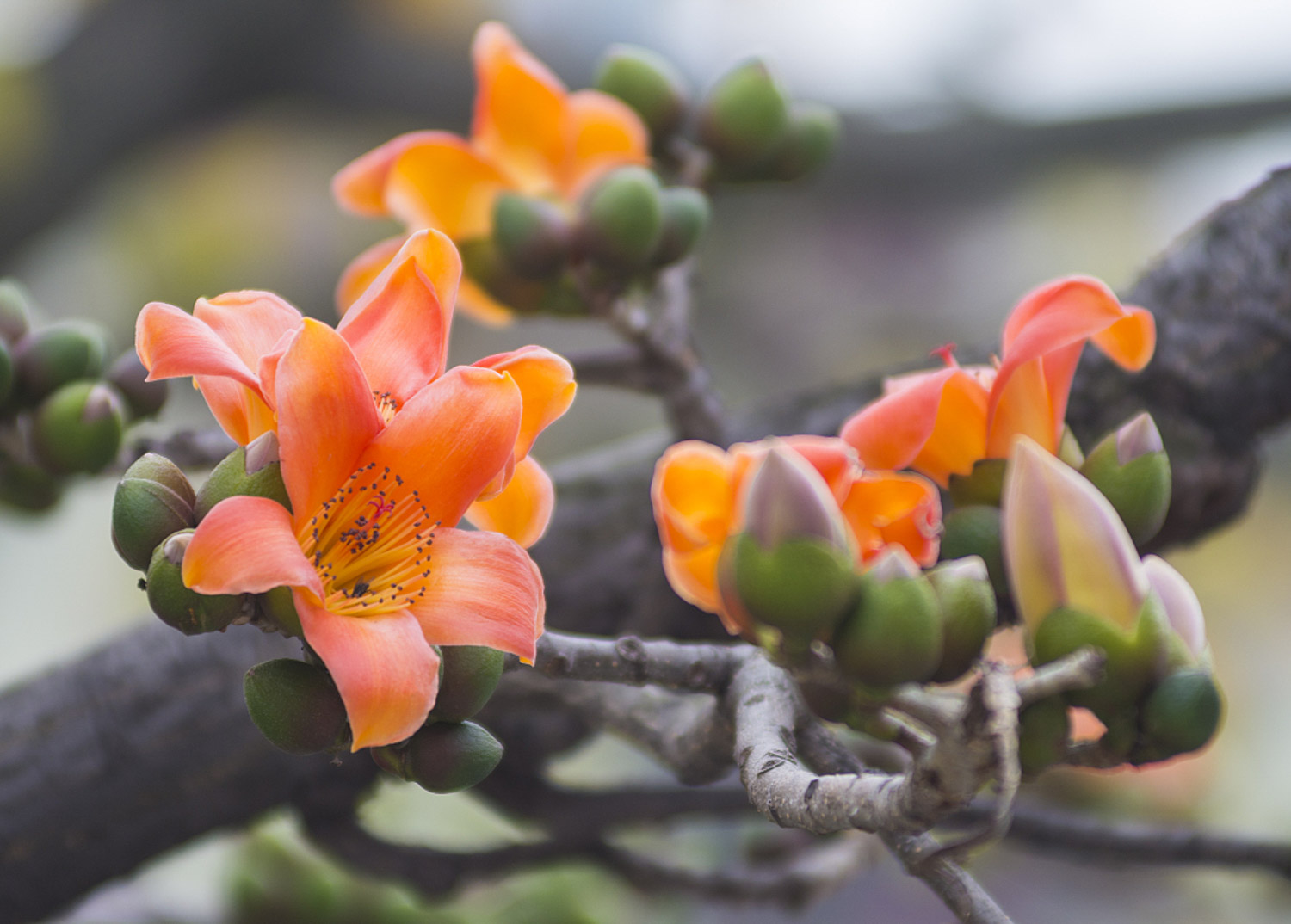 攀枝花花语是什么（攀枝花花语）