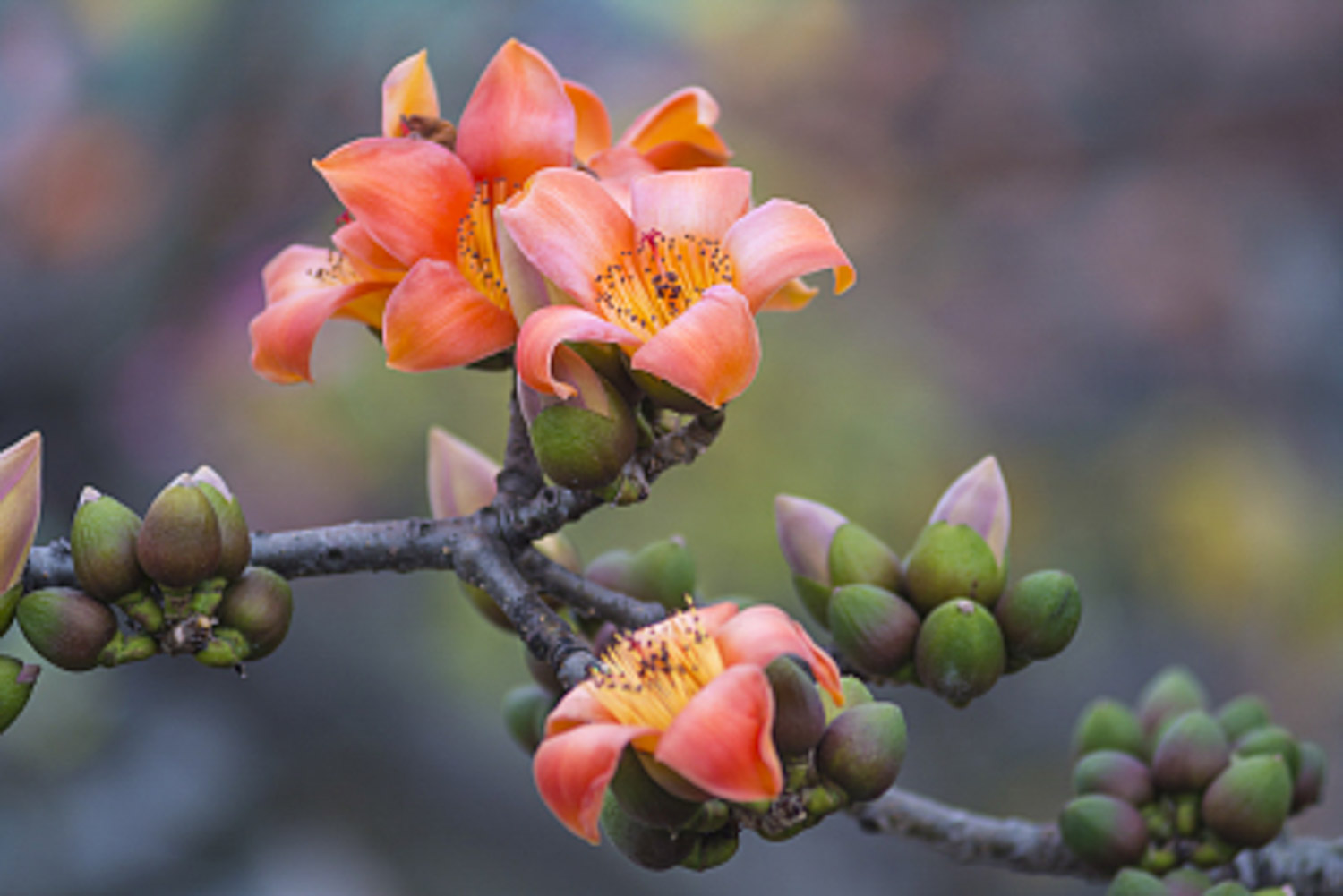 木棉花是完全花还是不完全花