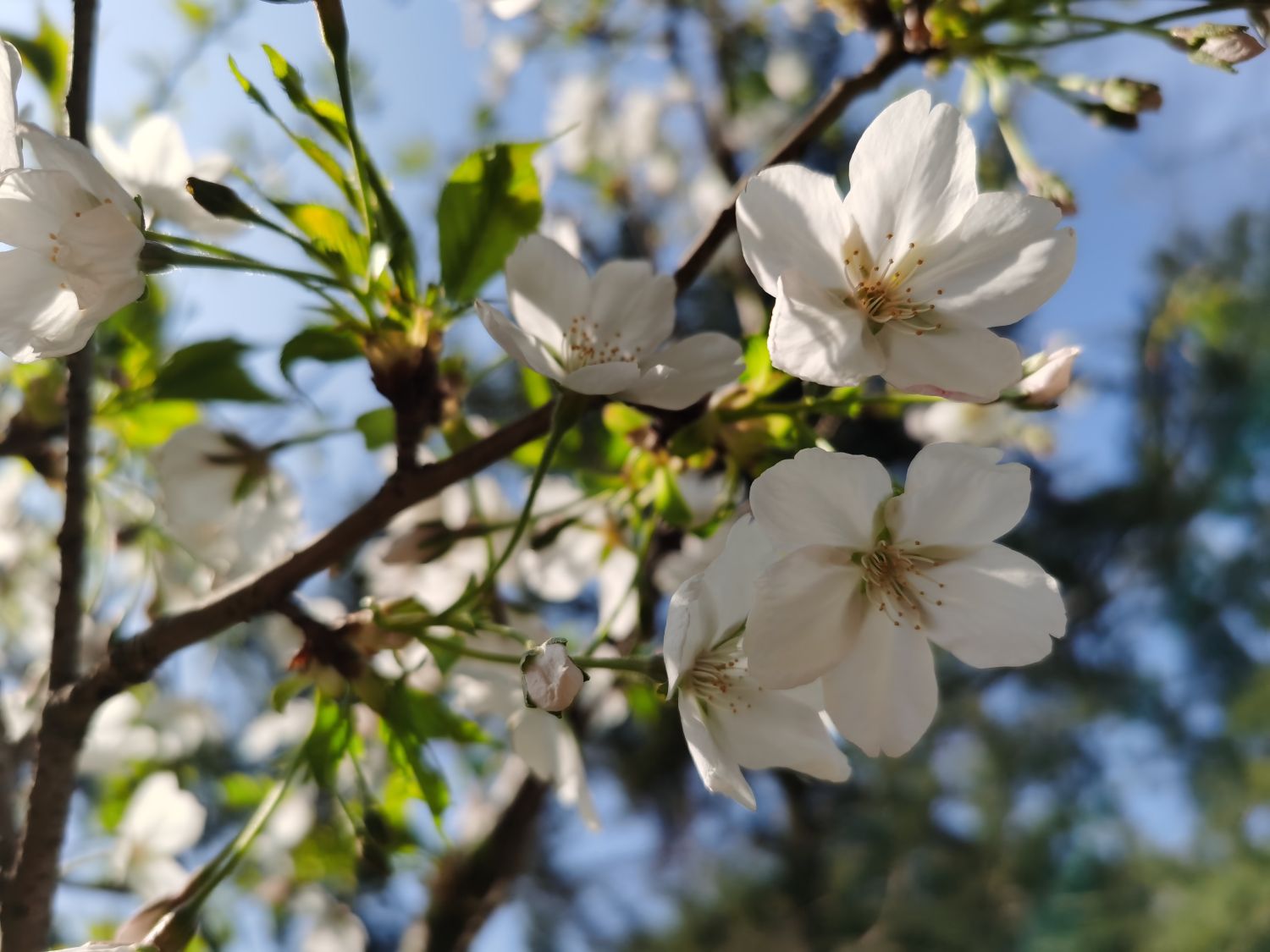 樱花有叶子吗