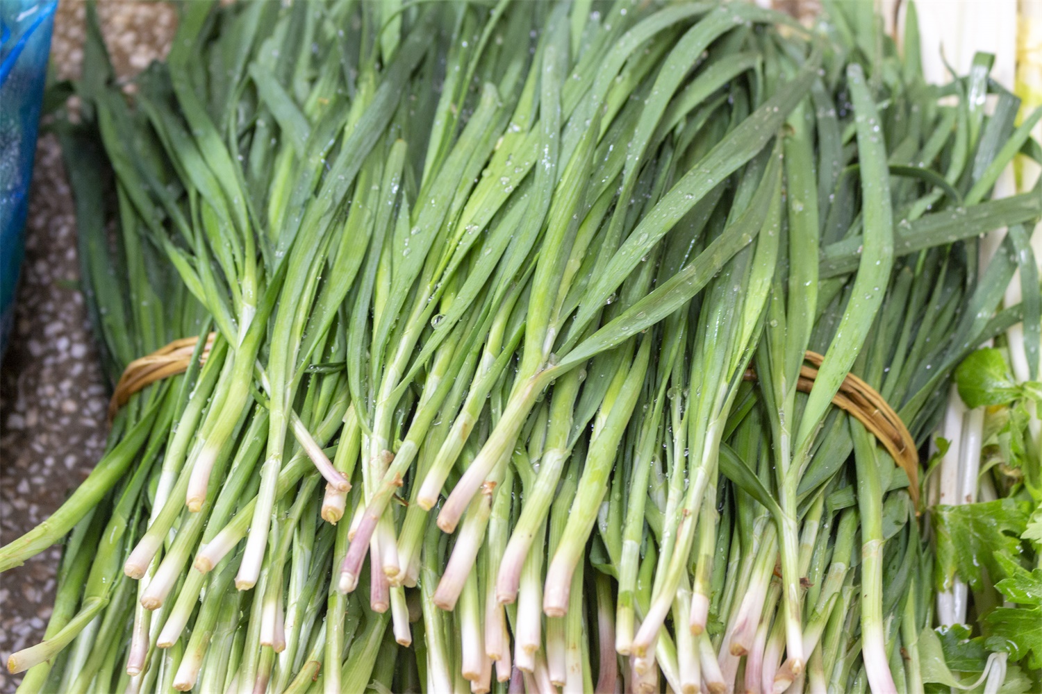 2月中旬种什么蔬菜合适