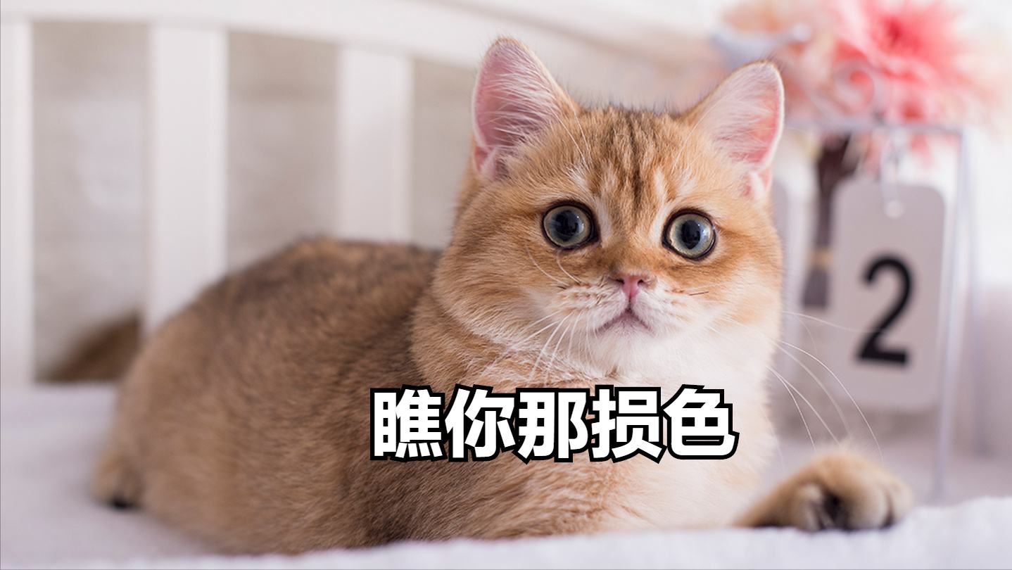 在你睡着后，猫咪这样做，证明没白养