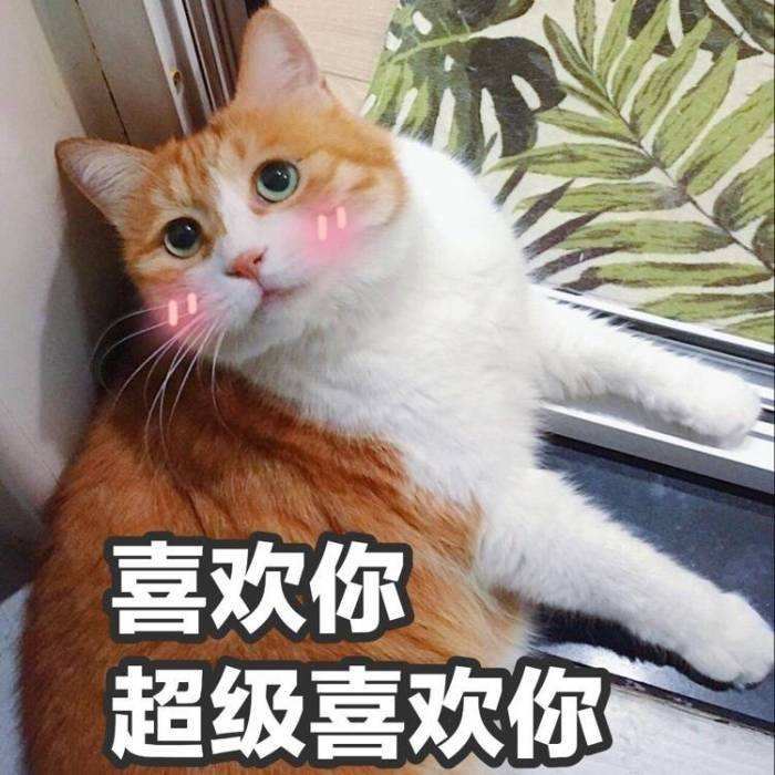 猫咪认你为“父母”的几种现象，看看你家猫是吗？