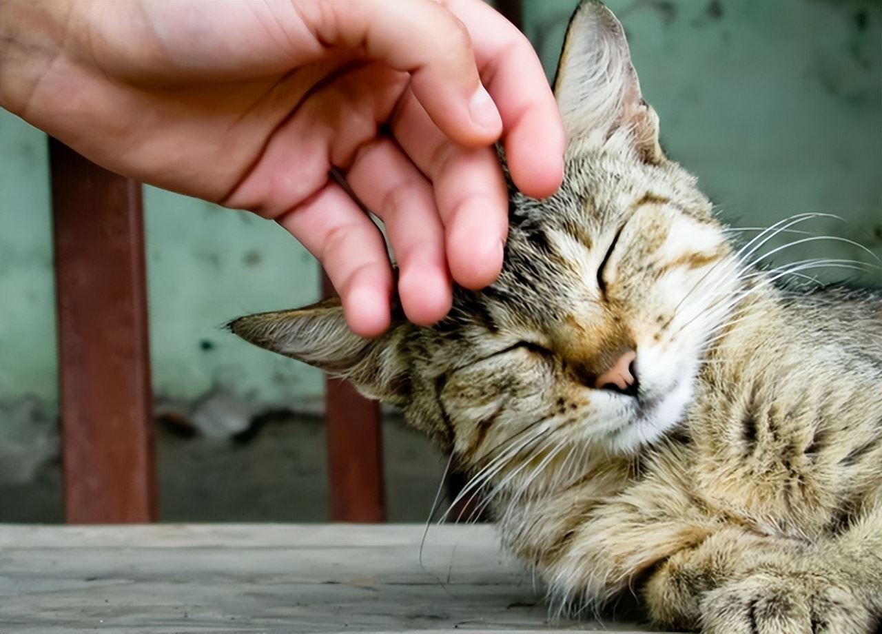 “流浪猫”用身体蹭你，其实有这些含义，你知道吗？