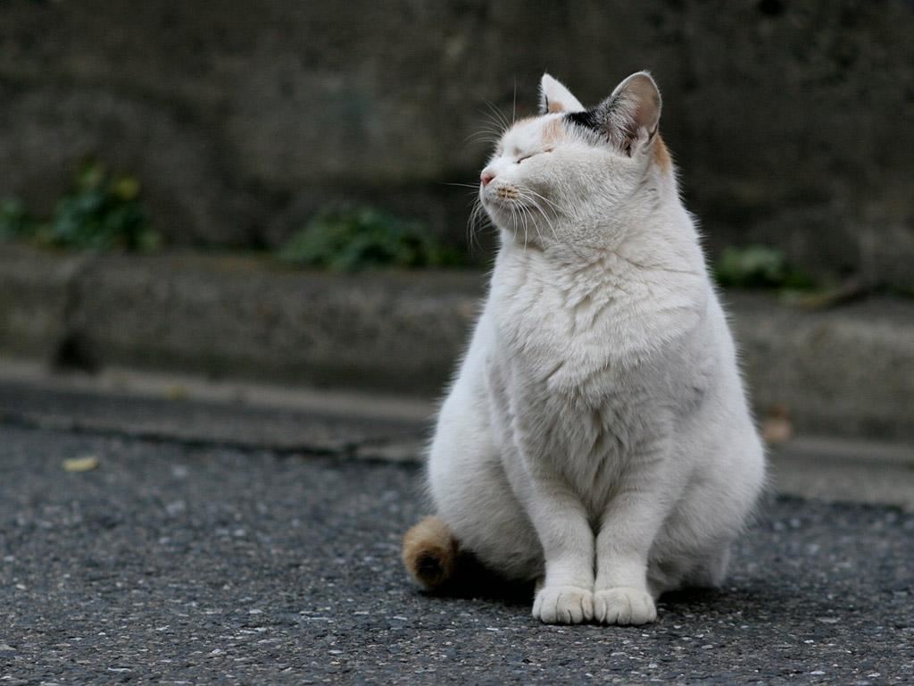 “流浪猫”用身体蹭你，其实有这些含义，你知道吗？