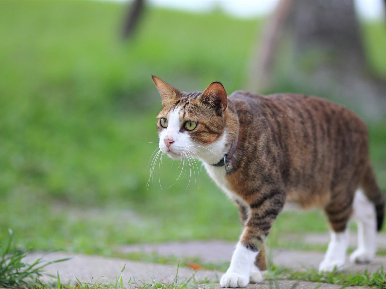 在你睡着后，猫咪这样做，证明没白养