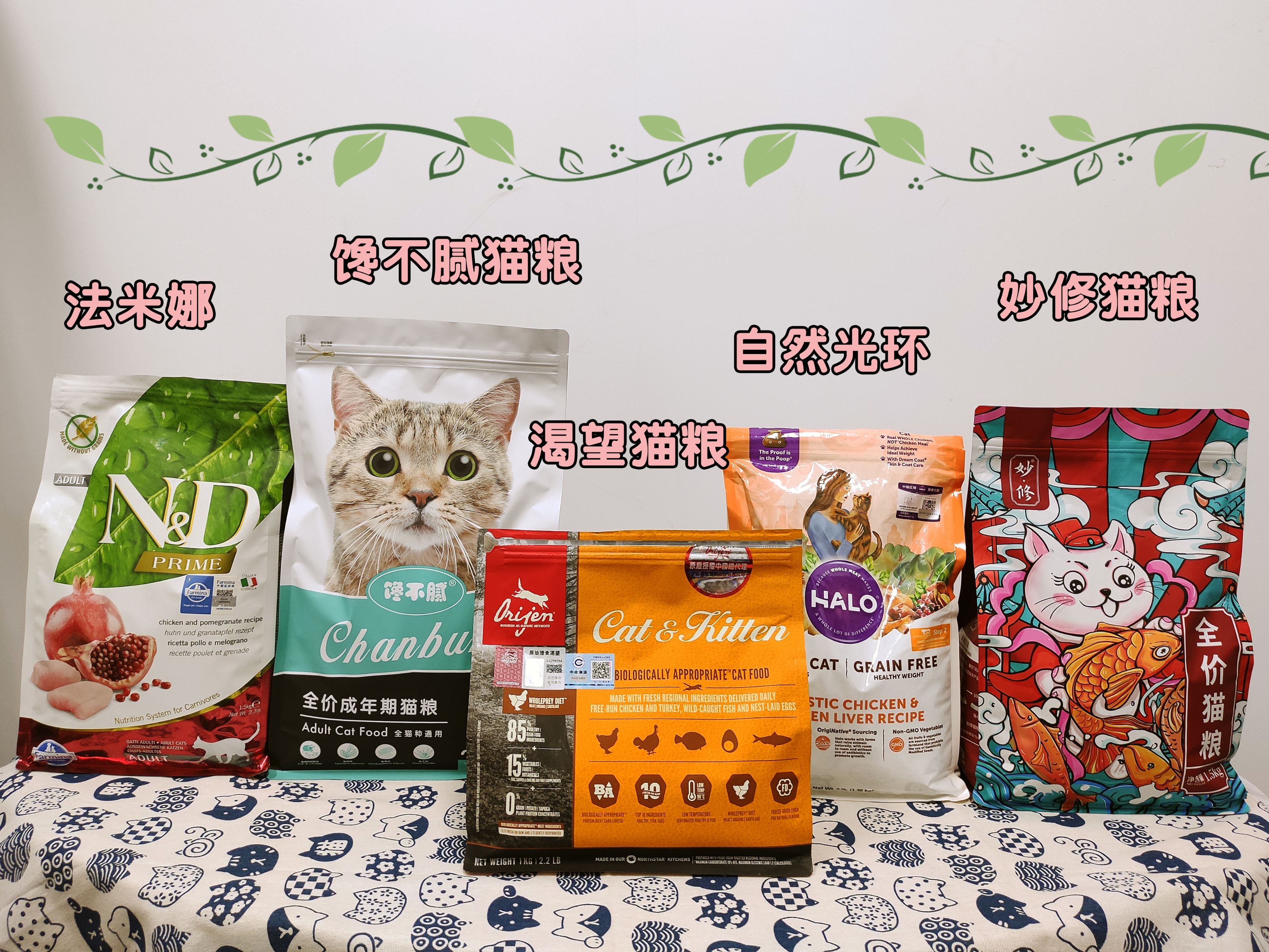 便宜又易养的几种猫，请记住它们，猫舍一般不会推荐