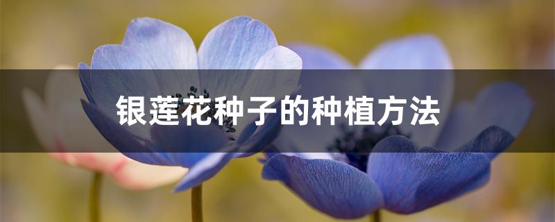 银莲花繁殖方法（银莲花种子的种植方法）