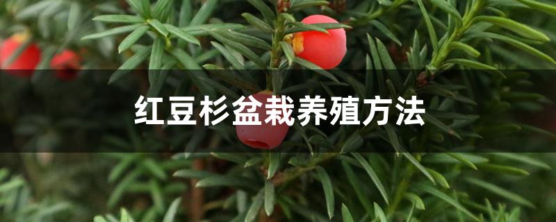 红豆杉盆栽养殖方法与技巧（红豆杉盆栽养殖方法）