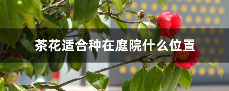 茶花栽庭院的什么方位（茶花适合种在庭院什么位置）