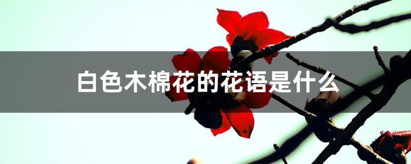 白色木棉花干花花语（白色木棉花的花语是什么）