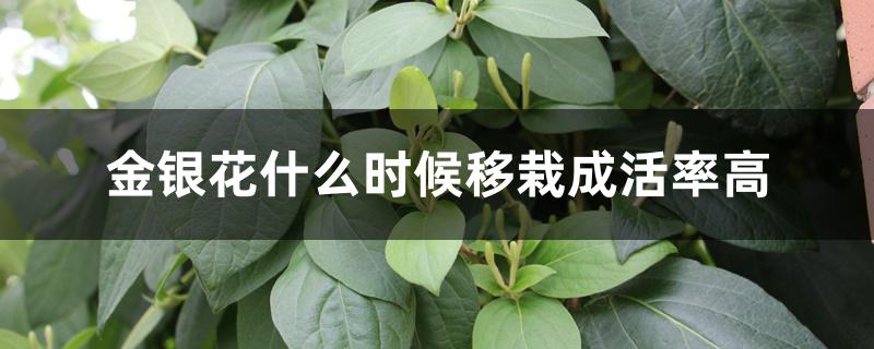 金银花移栽几天成活（金银花什么时候移栽成活率高）