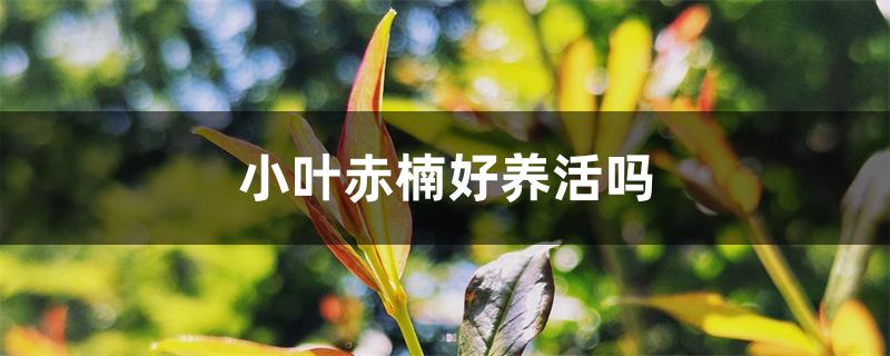 家里种植小叶赤楠好吗（小叶赤楠好养活吗）