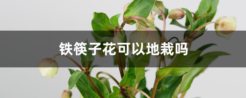 铁筷子花什么时候移栽好（铁筷子花可以地栽吗）