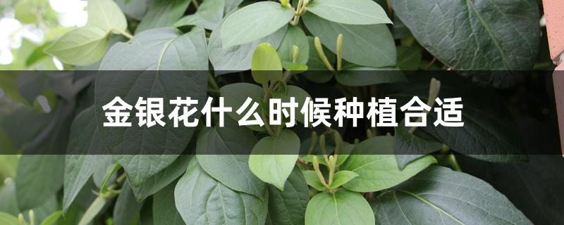 金银花什么时候栽植最好（金银花什么时候种植合适）