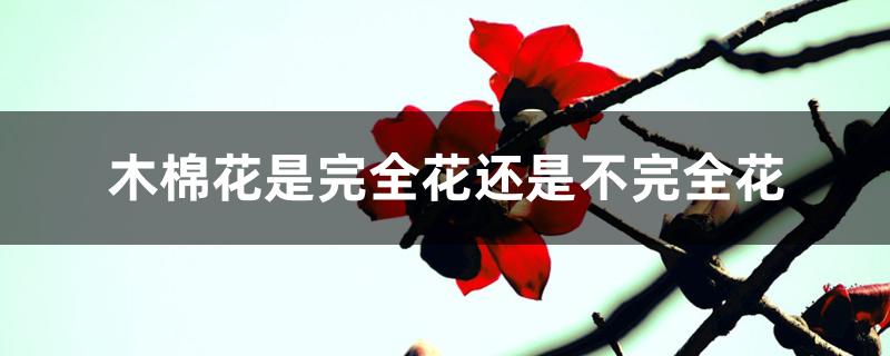 （木棉花是完全花还是不完全花）