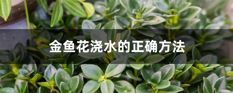 金鱼花用什么水浇好（金鱼花浇水的正确方法）