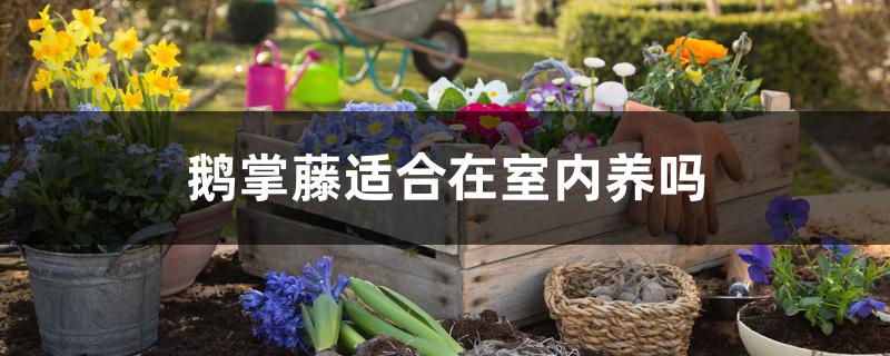 鹅掌藤适合放到哪里养（鹅掌藤适合在室内养吗）